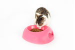 Load image into Gallery viewer, Pet Water Food Bowl
